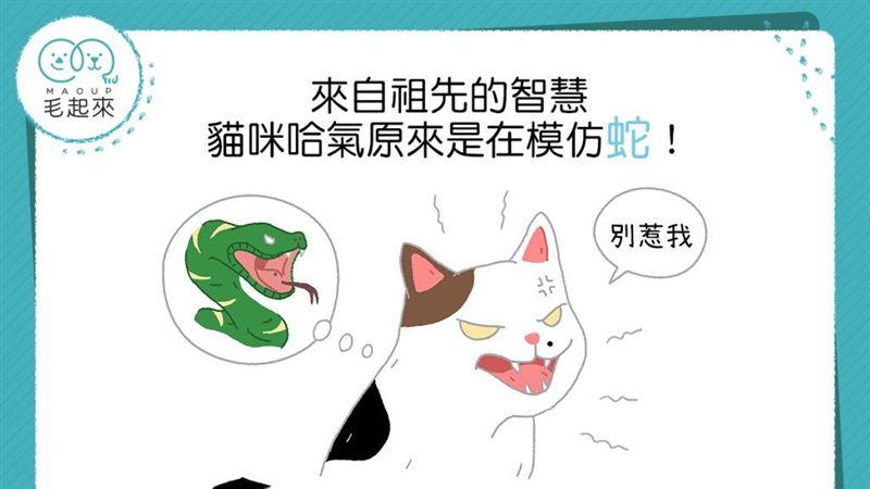 祖先的智慧！貓咪哈氣原來是在模仿蛇
