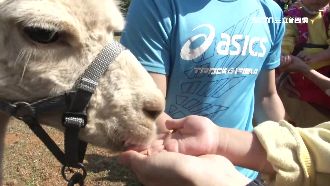羊駝近距離餵食秀　梅花鹿雙眼超萌