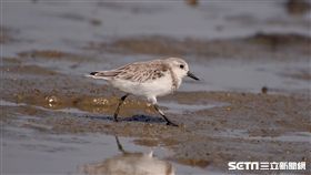 三趾鷸（新竹市政府）