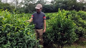 台灣原生種山茶沉睡千年問市（2）農委會茶業改良場日前發表新的茶葉品種「台茶24號」，今年6月正式通過命名為「台東永康1號」，台東分場9日指出，泰平山區的原生茶樹約300棵，屬於冰河時期經過大自然篩選遺留下來植物，因此被譽為茶界的「櫻花鉤吻鮭」。中央社記者盧太城台東攝　108年11月9日