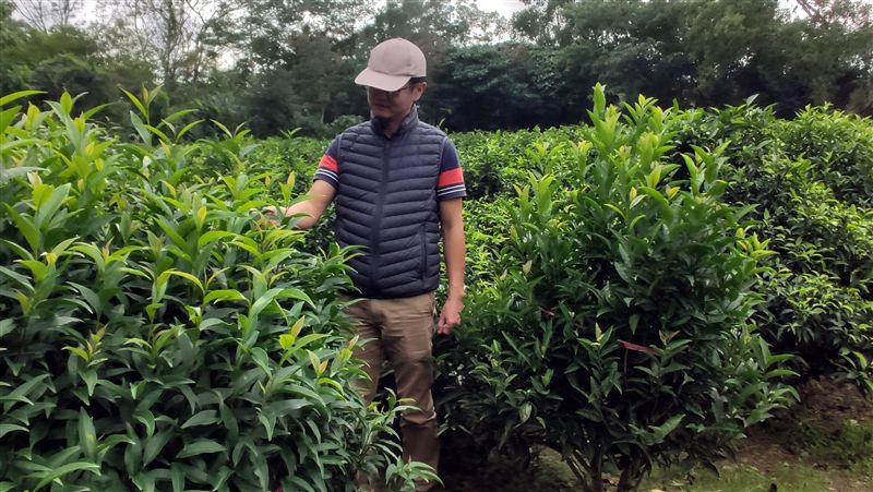 茶界櫻花鉤吻鮭　台灣原生種山茶問世