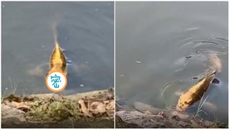 湖內驚見「人面魚」！網嚇：簡直妖怪