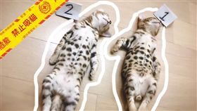 玩到沒電變命案現場？　2幼貓翻肚在地　網笑翻：殉情了啦
