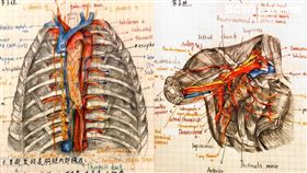 牙醫系學霸「超狂筆記」 （圖／女大生授權提供）