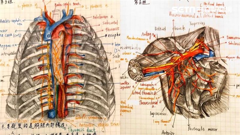 牙醫系「學霸級筆記」曝光！網全跪了