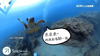 傑哥不要！海龜明星「傑尼」瘋玩碰瓷