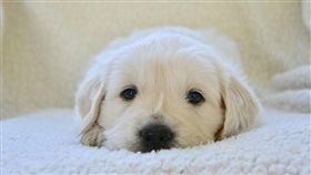 寵物、貓、狗、毛小孩、毛孩　（圖／pixabay）