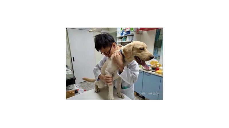 愛的小手打狗遭肉搜　飼主：只是嚇他