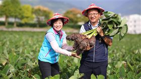 花蓮吉安鄉的芋頭進入採收期，吉安鄉長游淑貞（左）與吉安鄉農會總幹事張德奇（右）共同推廣吉安芋頭，並設置食農教育體驗區，盼讓民眾感受田園之樂。（吉安鄉公所提供）中央社記者李先鳳傳真　108年11月10日