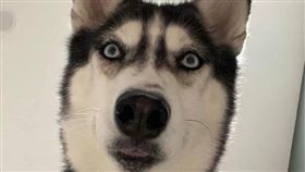 哈士奇,馬來西亞,自拍,手機。(圖/翻攝自貝莉莉的挑食狗生粉絲專頁)