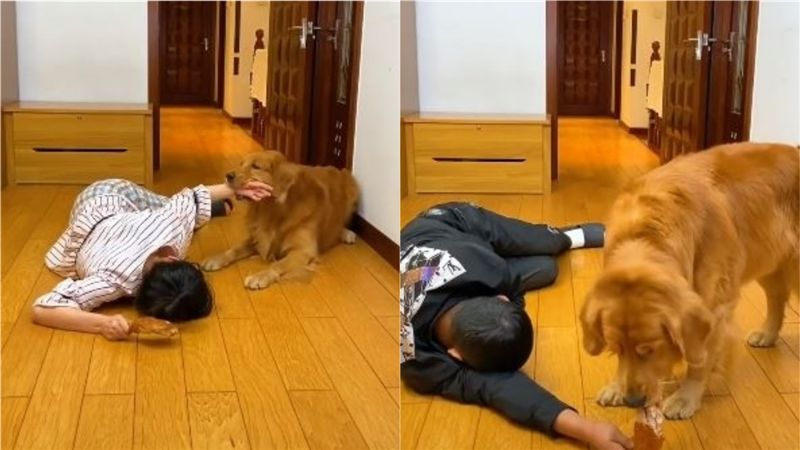 夫妻假裝昏倒！愛犬偏心舉動笑翻眾人