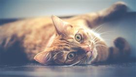 名家／愛你寵物網loveupets（勿用）