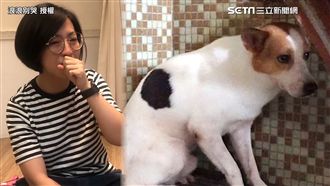花五年融化浪浪　愛媽：讓牠不孤單