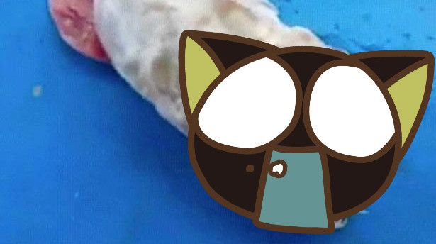無眼、尖牙、血盆大口！怪魚再引熱議