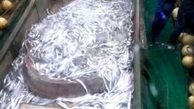 中華鱘,捕魚,大陸,國家保護動物,活化石,熊貓,漁夫,漁網,鑑定, 圖／翻攝自微博