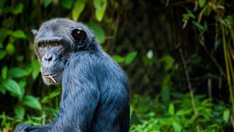 抱猩猩回家當兒養　閨蜜整張臉被吃掉