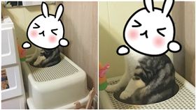  Dcard　有位網友po出自家貓咪站著上廁所，模樣十分可愛。（圖／翻攝自Dcard）