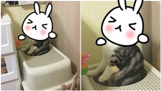 超爽！貓皇站著解放…表情萌翻眾網友