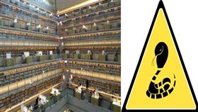 政大最美圖書館是毒蛇窟！生反應笑歪