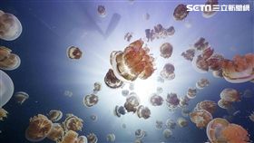 台灣索尼,2020索尼世界攝影大獎,攝影,投稿,Sony World Photography Awards,Sony
圖／台灣索尼提供