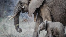 辛巴威在過去2個月歷經史上最嚴重旱災之一，目前至少有120頭大象死亡。辛巴威野生動物管理相關單位11日表示將遷移數百頭大象及其他野生動物，避免牠們死於乾旱。（圖／翻攝自Pixabay圖庫）