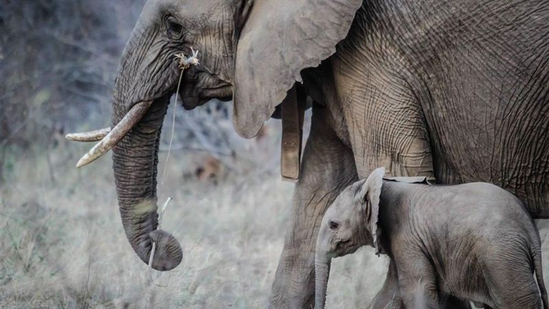 百頭象死於乾旱　辛巴威將遷大批動物