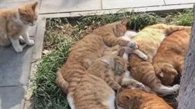 貓,橘貓,睡午覺,睡覺,草坪（圖／翻攝自抖音）