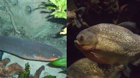 食人魚PK電鰻。（圖／翻攝自維基百科）