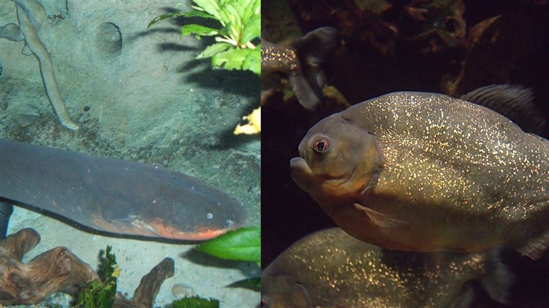 1電鰻大戰30食人魚　結果令人吃驚