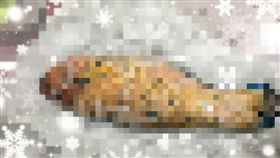 聖誕禮物,魚,鸚哥魚,(圖/翻攝自爆廢二館)