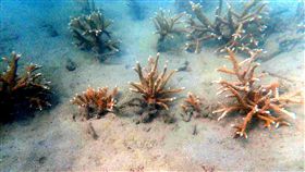 種下一片珊瑚海田（2）海洋公民基金會在澎湖近海的「珊瑚撫育場」，將珊瑚一節一節剪成分枝，再固定於木筷上，由海洋志工潛水至海床種植，一株株珊瑚幼株如同稻田的秧苗般，標齊對正植入海床上，讓珊瑚復育成長更加順利。（海洋公民基金會提供）中央社　108年10月18日