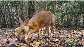 一種外觀似鹿、大小相當於兔子或貓的小型哺乳類動物銀背鼷鹿（越南老鼠鹿），在失去蹤跡近30年後，近日首度在越南被發現。(twitter)