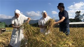 重現名畫拾穗　池上青農助修女圓夢（1）台東關山鎮聖十字療養院瑞士籍修女饒培德（左）來台逾半個世紀，12日在池上青農魏瑞廷（右）的田間參與收割，宛如名畫「拾穗」再現。中為修女馬惠仁。中央社記者李先鳳攝　108年11月12日