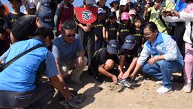 保育綠蠵龜長大　重返大海2隻出生體弱的保育類綠蠵龜在水試所海龜收容中心2年的照護下，12日由澎湖縣長賴峰偉（前左2）等人共同野放，見證海龜重返大海。（澎湖縣政府提供）中央社　108年11月12日