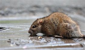 中國爆發鼠疫！內蒙古2人確診感染　9月「已通報1死」（圖／翻攝自微博）