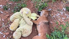 浪浪被圍捕！小黃狗「倒地前一刻」緊抱玩偶　誘捕小隊心酸淚崩
（圖／翻攝自浪愛繼續-tnvr小隊）