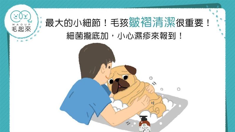 最大的小細節！　毛孩皺褶清潔很重要