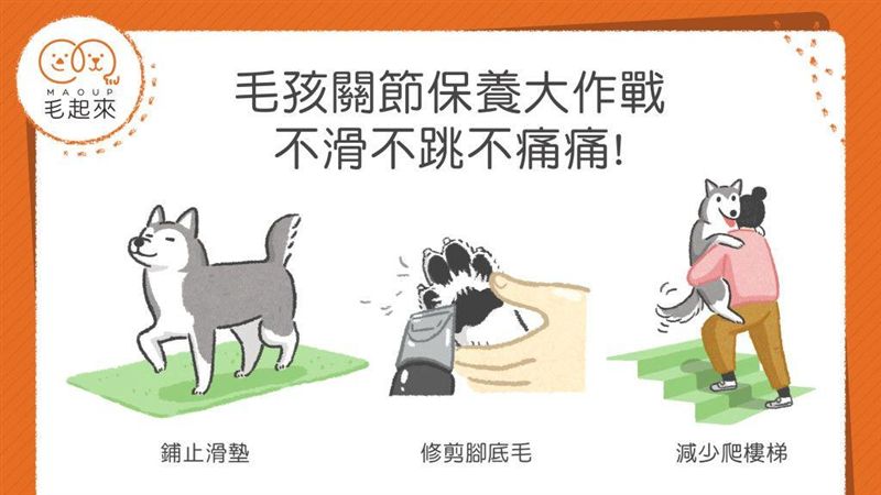 毛孩關節保養大作戰！不滑不跳不痛痛