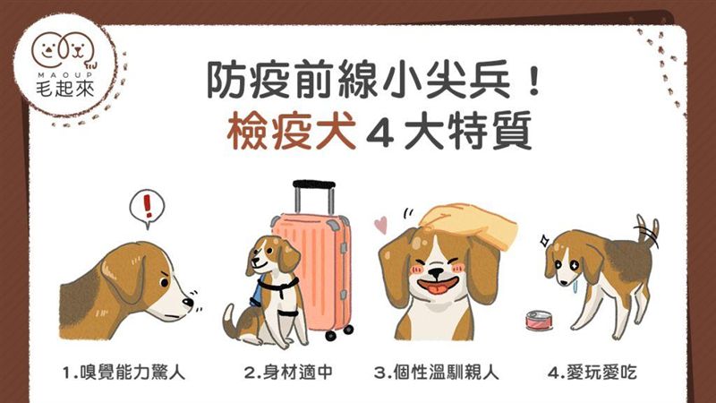 防疫前線小尖兵！檢疫犬四大特質