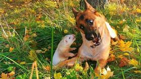 寵物,狼犬,雪貂,玩伴,友誼,跨物種(圖/翻攝自@nova_n_pacco IG)