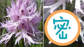  這植物長得像裸男！