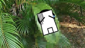 格紋,編織,澄清湖,怪葉(爆廢公社)