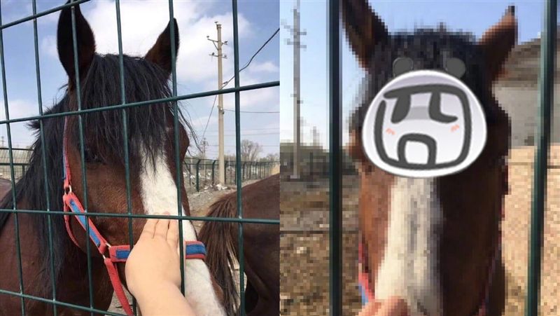 他幫馬兒剪「可愛妹妹頭」萌翻網