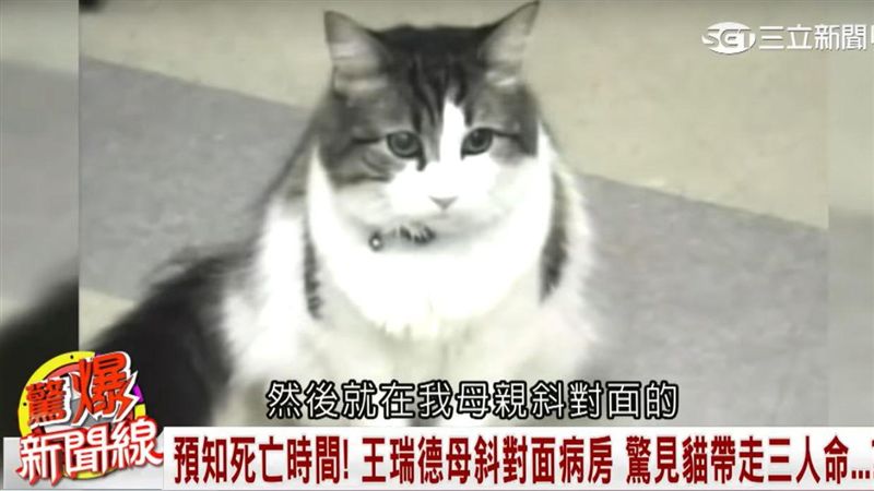 預言死亡的貓　牠們能嗅出死神的味道
