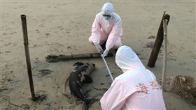 馬祖,海豚,一日,兩隻死亡,積極處理(圖/馬祖岸巡隊提供)中央社