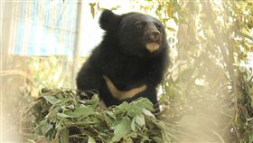 利稻黑熊，台東林管處提供