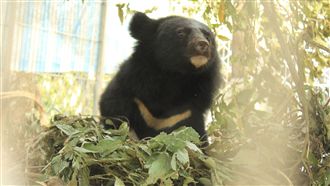 該冬眠了？小黑熊自己築窩　萌翻全網