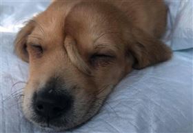 美國,額頭中間,多了條尾巴,小狗,爆紅(圖/截圖自臉書)