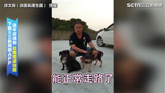 恁老木「腳」賀啊！　瘸腿汪成功痊癒