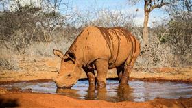 寵物,犀牛,動物救援,撒嬌,肯亞（圖／翻攝自Sheldrick Wildlife Trust FB）